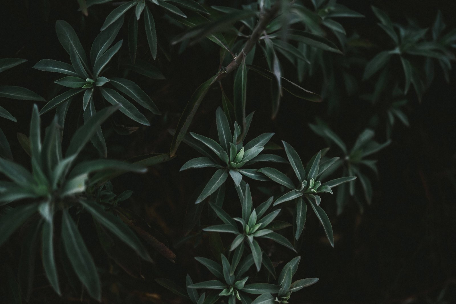 Dense green foliage suggesting a thoughtful connection with nature